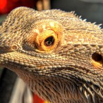 Удивительная жизнь животных.