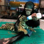 Милота года