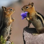 Любовь животных — красивые, душевные и забавные видео ролики