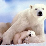 Полярная семья