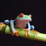 26 Вдохновляющие примеров  макрофотографии